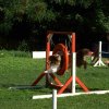agility 2011-08